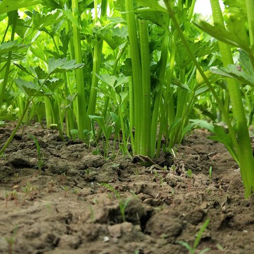 生态山西西芹| 合作生产 * Eco-celery | Partner Production 商品图4