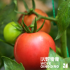 【同行精选】有机水果西红柿3斤/4.5斤   籽粒饱满  味道浓郁（适合生吃） 商品缩略图4