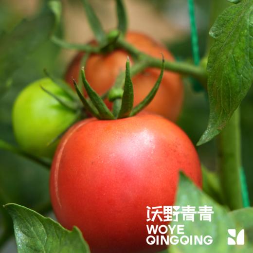 【同行精选】有机水果西红柿3斤/4.5斤   籽粒饱满  味道浓郁（适合生吃） 商品图4