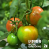 【同行精选】有机水果西红柿3斤/4.5斤   籽粒饱满  味道浓郁（适合生吃） 商品缩略图5