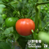 【同行精选】有机水果西红柿3斤/4.5斤   籽粒饱满  味道浓郁（适合生吃） 商品缩略图3