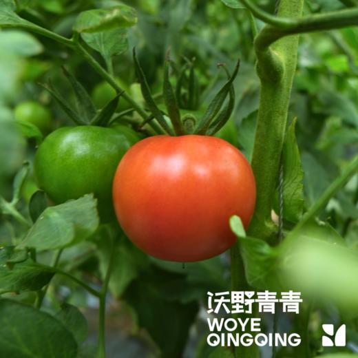 【同行精选】有机水果西红柿3斤/4.5斤   籽粒饱满  味道浓郁（适合生吃） 商品图3