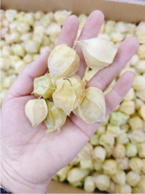 菇娘一斤 商品图1