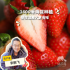 生态草莓（河北） |合作生产 * Ecological strawberry | Coproduction 商品缩略图0