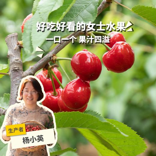有机白鹿原樱桃| 合作生产 * Organic cherry of Bailuyuan | Coproduction 商品图0