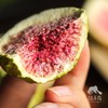 生态青皮无花果干 | 合作生产*Ecological dried figs｜Coproducted 商品缩略图2