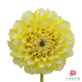 大丽花-柠檬桃子 5枝/扎