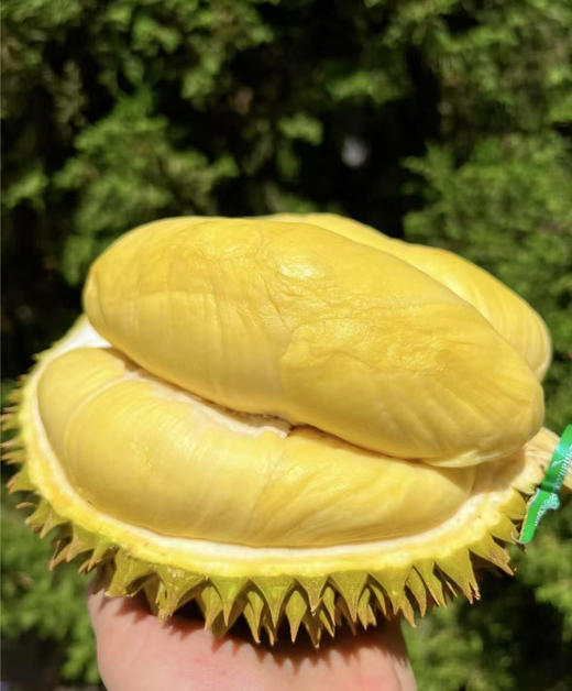 树熟金枕榴莲 商品图0