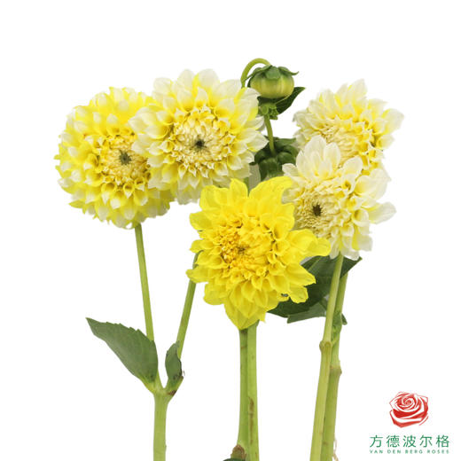 大丽花-柠檬桃子 5枝/扎 商品图3