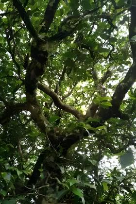 南糯87-2026-1000克-晒青绿茶