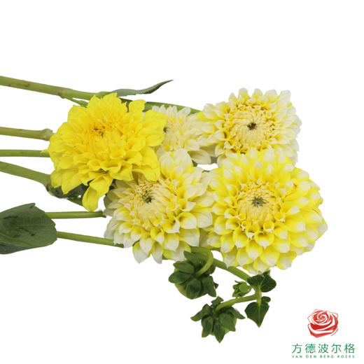 大丽花-柠檬桃子 5枝/扎 商品图2