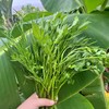 生态水芹菜 | 绿家自产*Eco-celery | In-House Production 商品缩略图0
