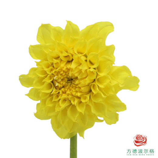 大丽花-柠檬桃子 5枝/扎 商品图1