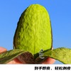 秘鲁进口牛油果 | “森林奶油”，软糯浓郁，细腻香醇，多种做法，好吃的停不下来！ 商品缩略图0