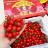 刘婆婆小甜甜千禧 小番茄 圣女果 好吃的甜番茄 商品缩略图10