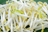 绿豆芽  500g（今日预定，明日送达，预定商品无品质问题，不退货不换货不退款） 商品缩略图0