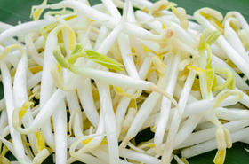 绿豆芽  500g（今日预定，明日送达，预定商品无品质问题，不退货不换货不退款）