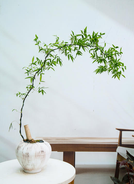 小叶簕竹 商品图0