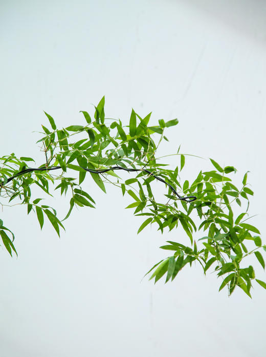 小叶簕竹 商品图1