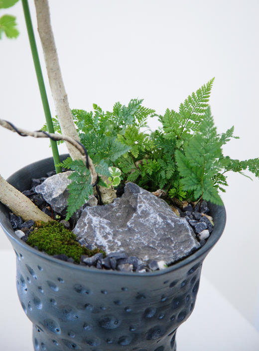 花叶福禄桐 商品图2