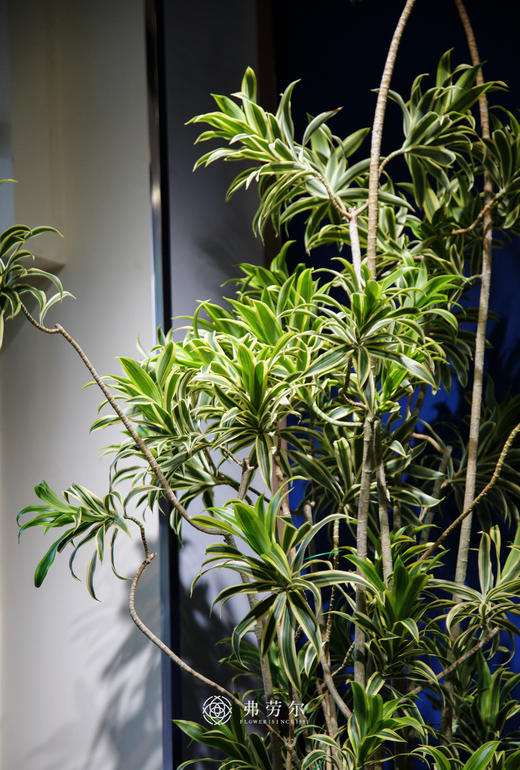 落地百合竹 商品图3