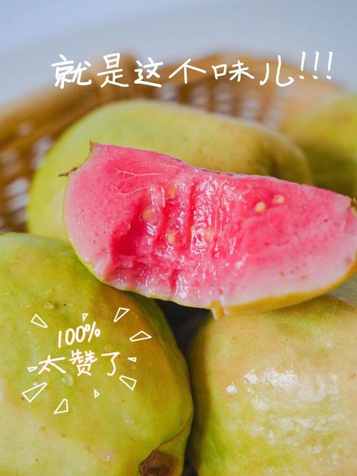 树上熟*红玫瑰芭比乐 商品图3