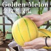 新疆金纹老汉双拼蜜瓜新疆吐鲁番基地现摘现发 商品缩略图5