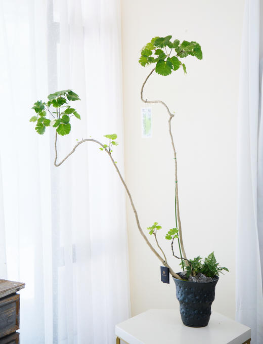 花叶福禄桐 商品图0