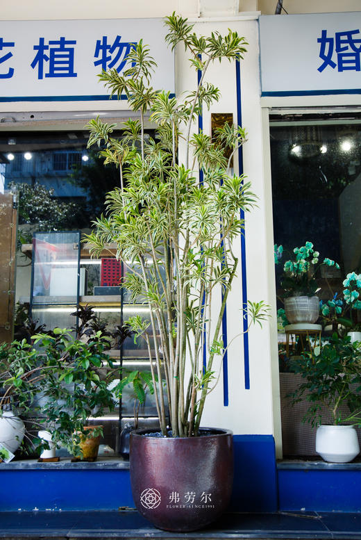 落地百合竹（大） 商品图0