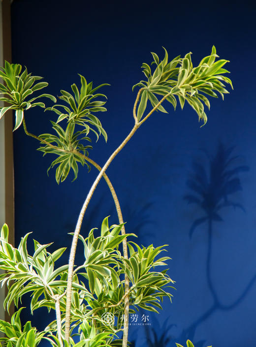 落地百合竹 商品图1