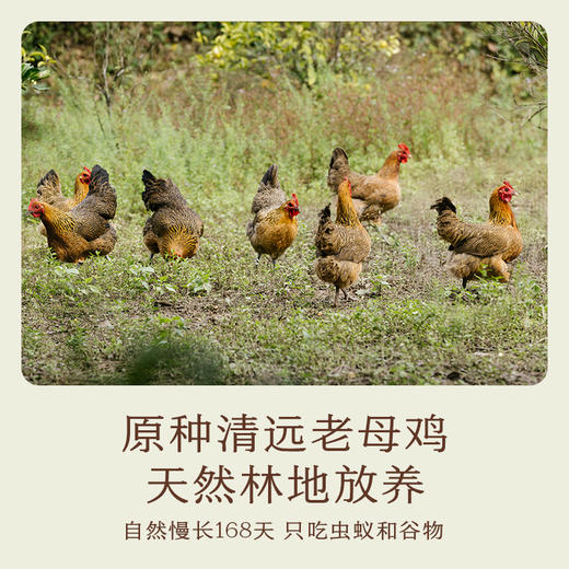 本鲜鸡汁 商品图3