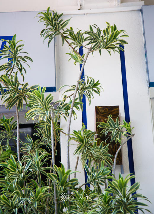 落地百合竹（大） 商品图2