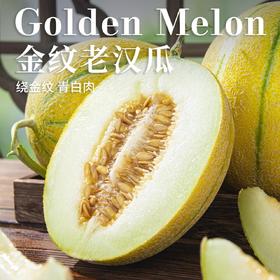 新疆金纹老汉双拼蜜瓜新疆吐鲁番基地现摘现发