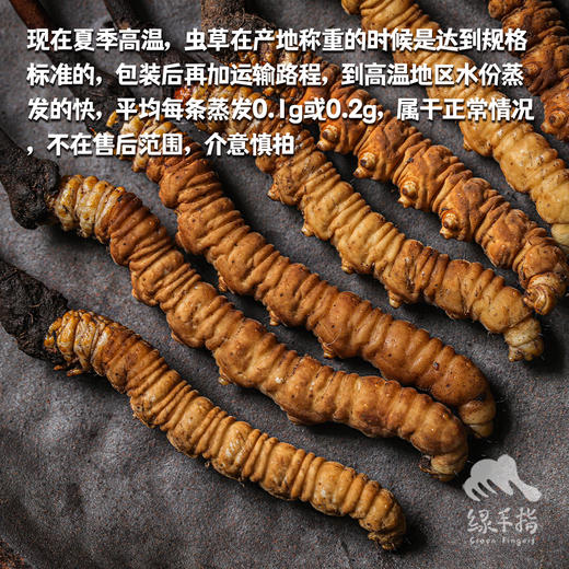 【88折-95折优惠】野生高海拔新鲜冬虫夏草（玉树）| 合作生产 * Yushu high altitude fresh Cordyceps sinensis | Partner Production 商品图1