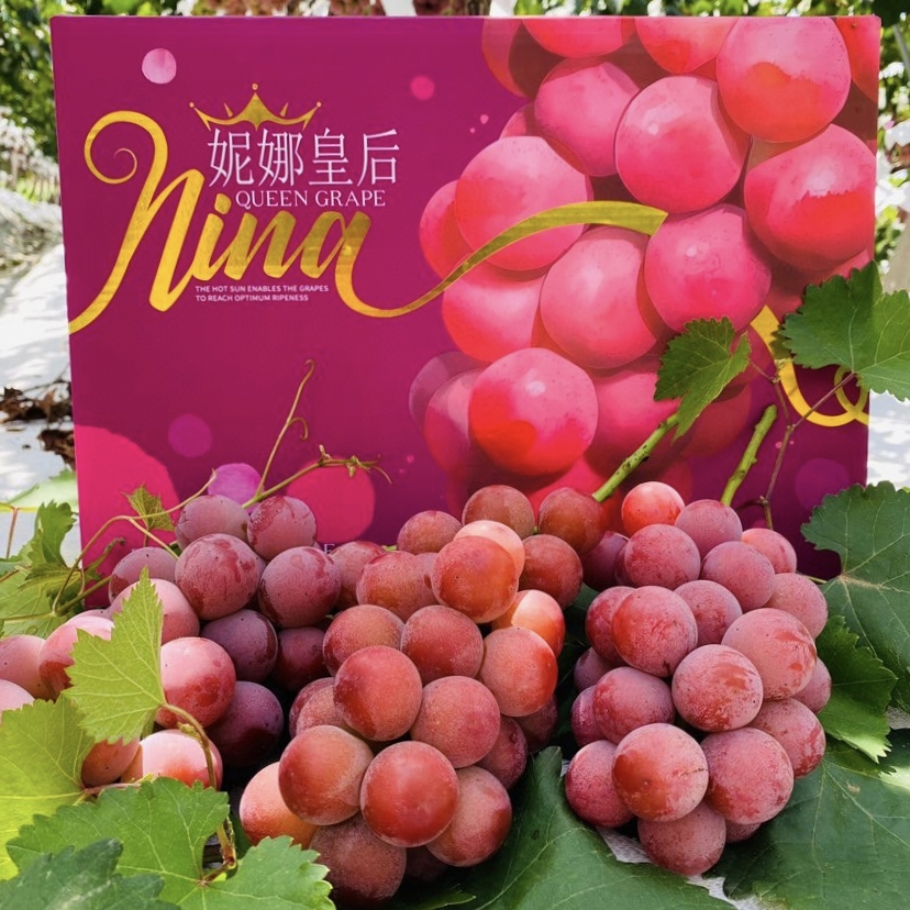 【大理•妮娜皇后葡萄】 顺丰空运到家 颜值诱人 香甜多汁 花香的清新 果香的鲜甜 奶香的醇蜜 酒香的层次 多种规格任选