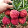 【2份十堰主城区包邮】新鲜水果 香甜多汁 海南荔枝王  500g 商品缩略图3