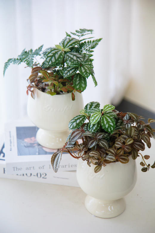 组合盆栽 商品图1