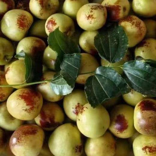 牛奶冬枣 又脆又甜 商品图8