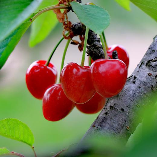 生态大连樱桃| 合作生产*  Ecological Dalian Cherries | Partner Production 商品图2