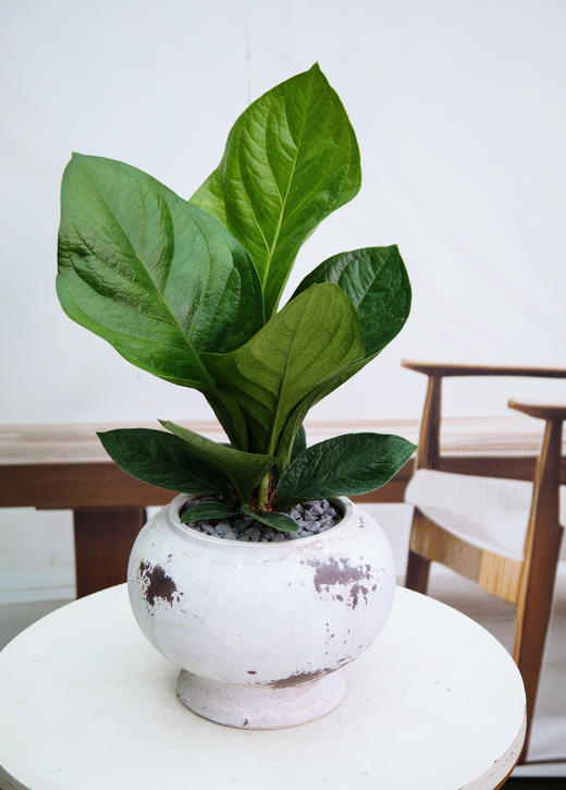 聚宝盆 商品图0