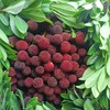 生态荸荠杨梅（邮政空运）| 合作生产* Ecological red bayberry | Partner Production 商品缩略图2