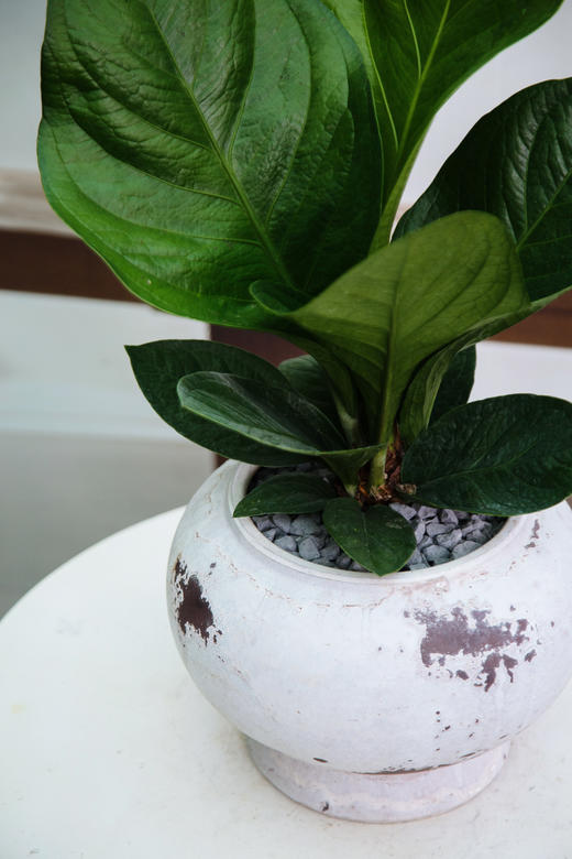 聚宝盆 商品图2