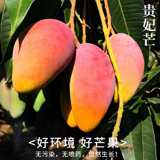 四川攀枝花有机芒果6斤装/10斤装 商品图1
