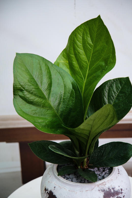 聚宝盆 商品图1