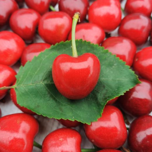 生态大连樱桃| 合作生产*  Ecological Dalian Cherries | Partner Production 商品图1