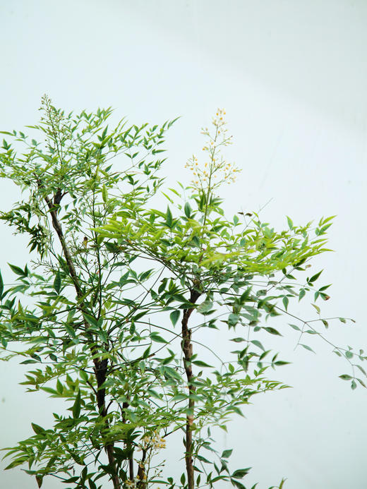 南天竹 商品图1