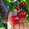 生态大连樱桃| 合作生产*  Ecological Dalian Cherries | Partner Production 商品缩略图4