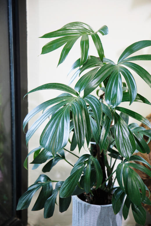 麒麟尾 商品图1