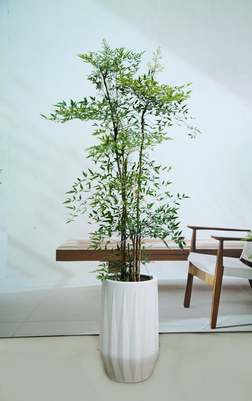 南天竹 商品图0