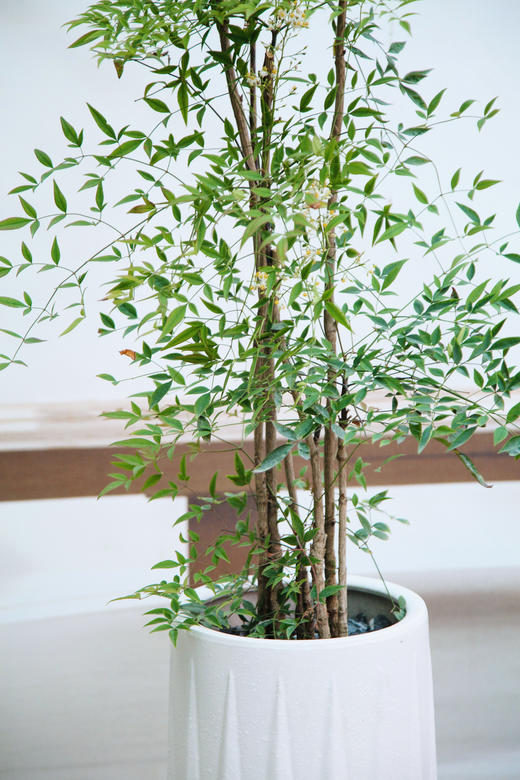 南天竹 商品图2